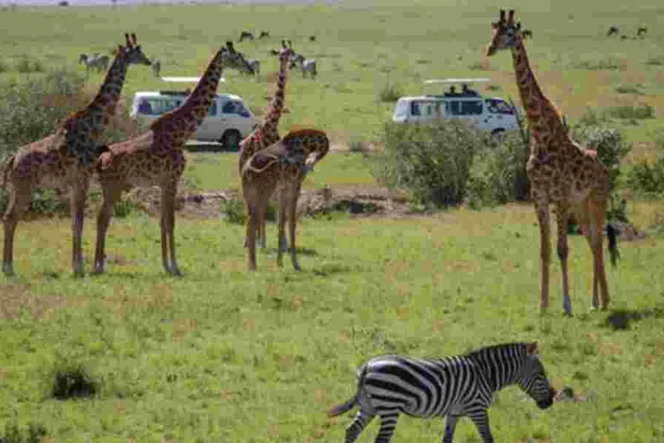 Kenya Aims to Boost Visitor Numbers with US Tourism Campaign