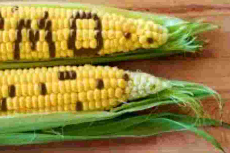 Kenya Set to Introduce GMO Maize After Public Consultation Period