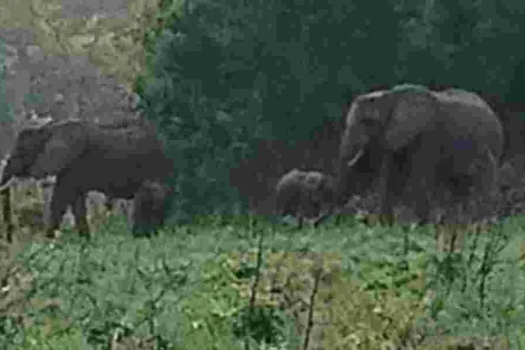 Kenya Celebrates Latest Twin Elephant Birth