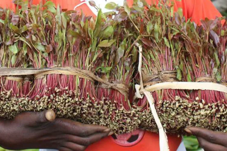 Alarm as Thousands of Children Labor in Embu, Meru's Booming Miraa Industry