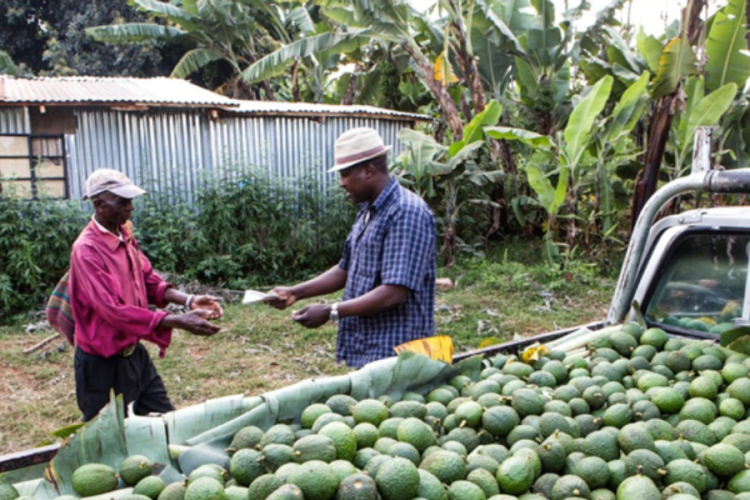 Kenya's Avocado Boom Creates Wave of Rural Millionaires