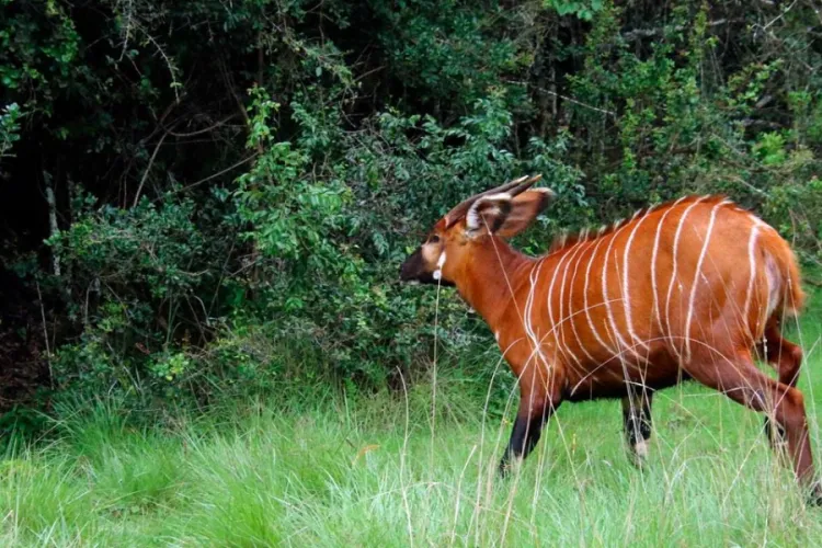 17 Endangered Mountain Bongos Repatriated from Florida to Kenya for Species Revival