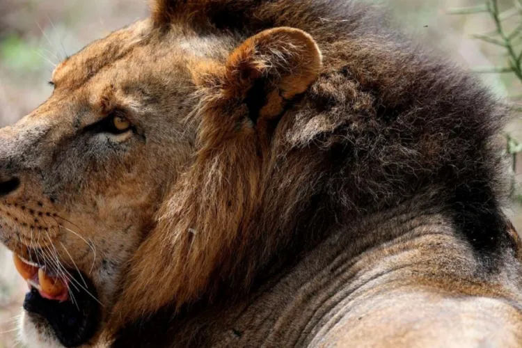 Lion Attack in Nairobi and Elephant Trampling in Nyeri Leave Two Dead
