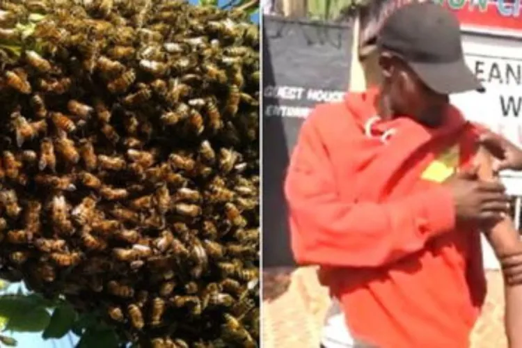 Panic in Limuru Market as Swarm of Bees Causes Chaos and Injuries