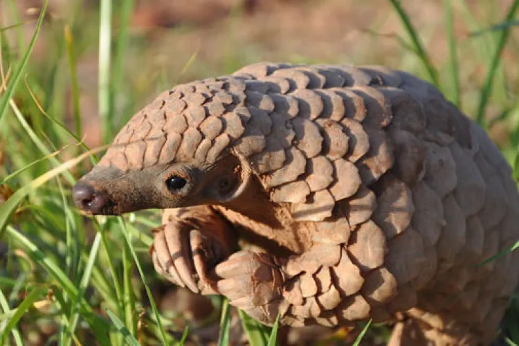 Kenya Battles Rising Wildlife Trafficking of Smaller, Endangered Species