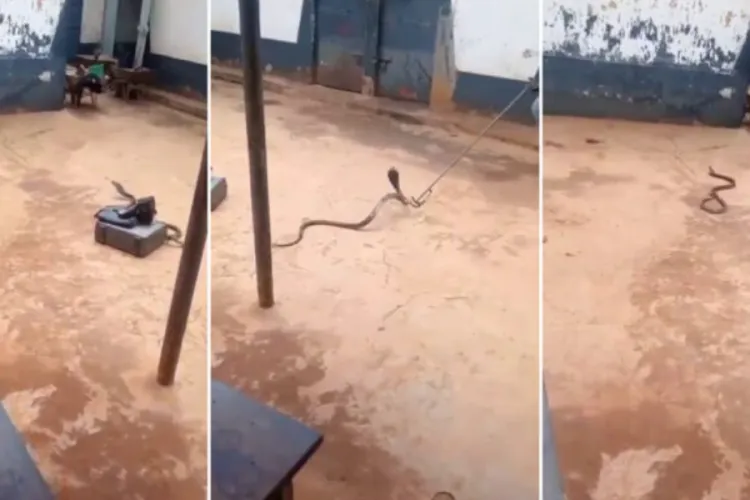 Kenyan Pastor Arrested Smuggling Cobra Claims 'Holy Spirit' Led Him