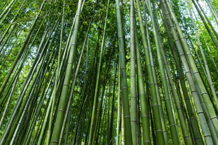 Bamboo Revolution: Kenya Moves Toward Eco-Friendly Building Solutions
