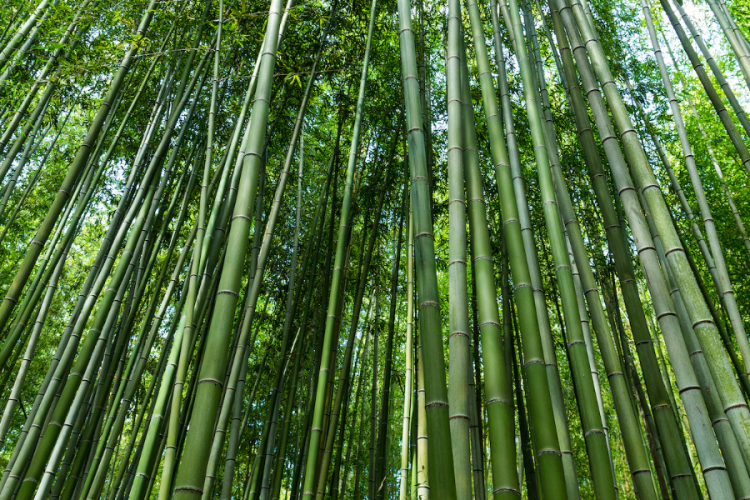 Bamboo Revolution: Kenya Moves Toward Eco-Friendly Building Solutions