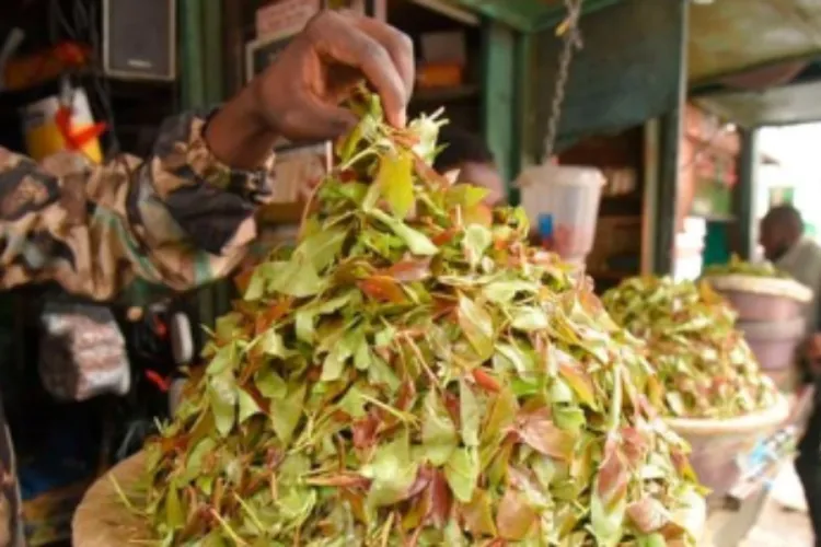 Health Experts Warn of Muguka Addiction as Lawmakers Consider Ban