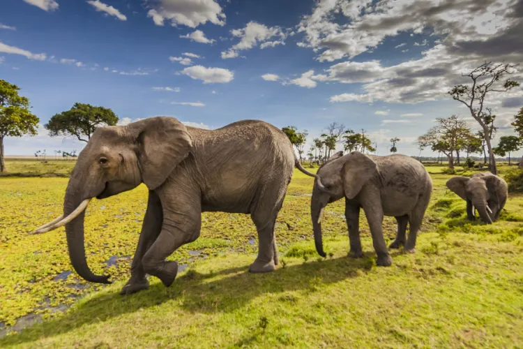 Maasai Mara Earns Global Recognition for Annual Wildebeest Migration