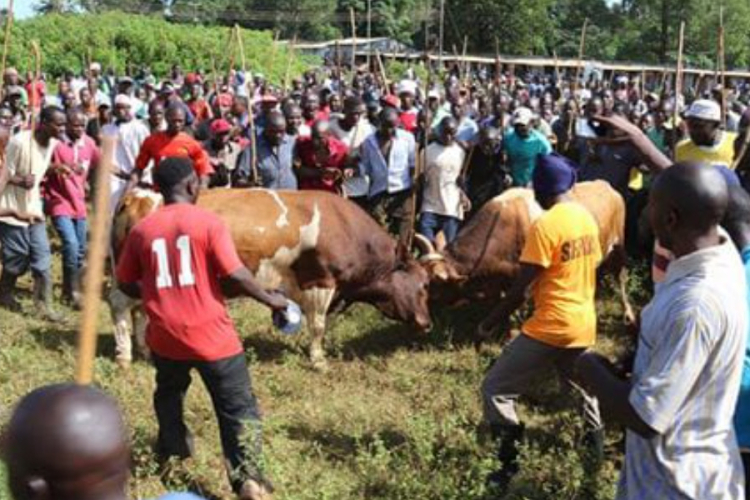 Bullfighting in Western Kenya: A Tradition Handed Down from Father to Son