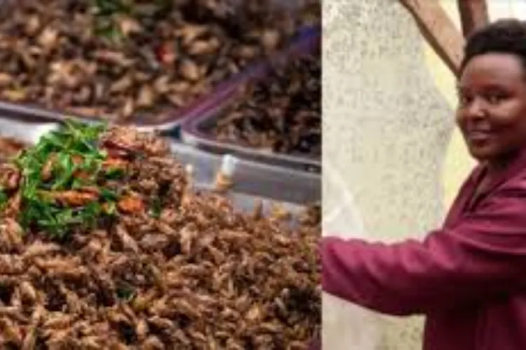 How Jannifer Muthike Earns Sh250,000 Monthly Farming Black Soldier Flies