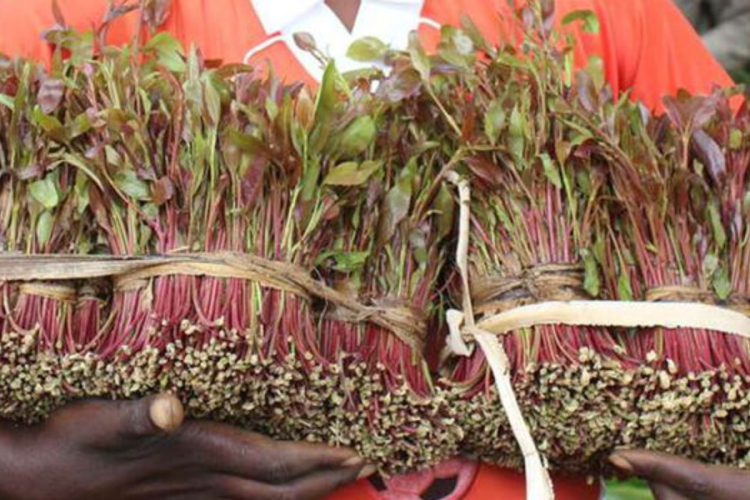Kenya to Use Cooperatives to Stabilise Miraa Supply Chain