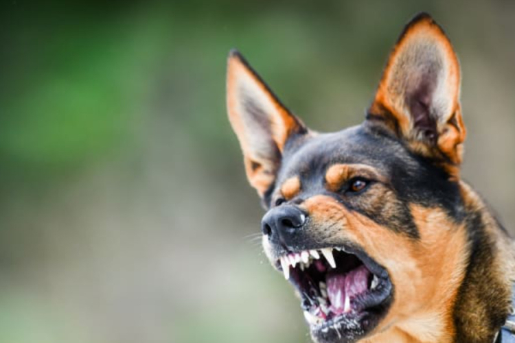 Washing Dog Bite Wounds Can Help Stop Rabies, Say Kenyan Vets
