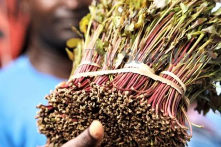 Meru University in New Bid to Turn Miraa into Drinkable Sachets