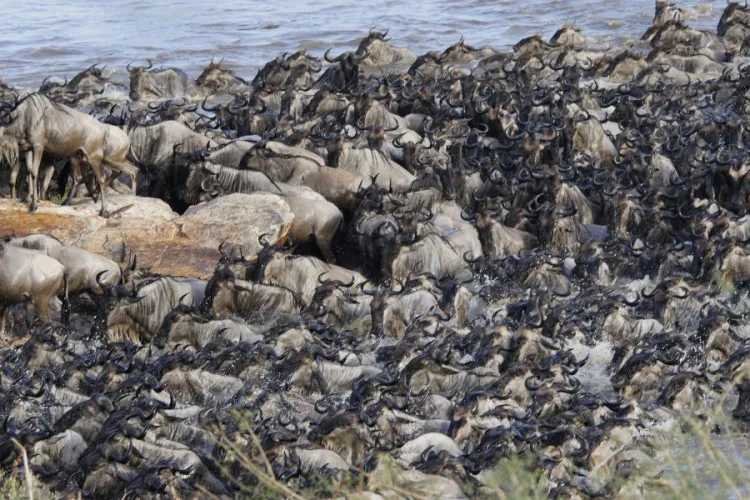 KWS Rejects Claims Ritz-Carlton Safari Camp Disrupts Wildebeest Migration