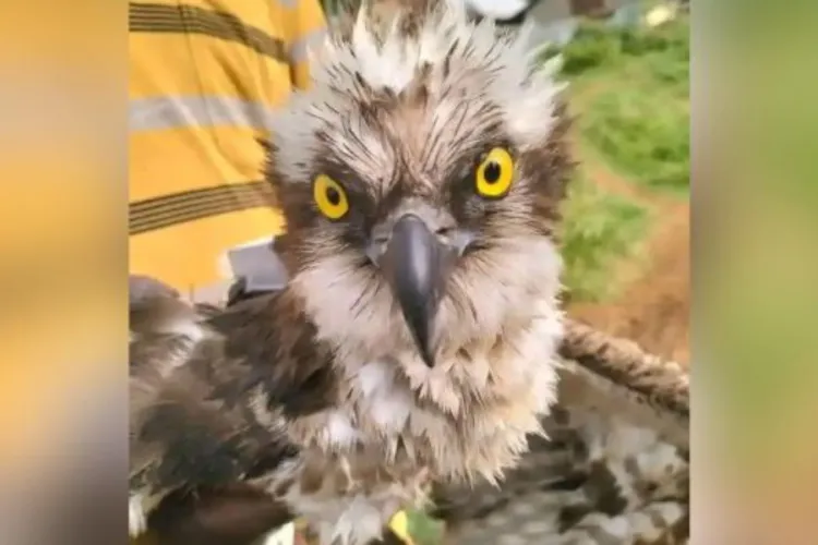 Migratory Osprey from Russia Saved by Fishermen on Lake Victoria