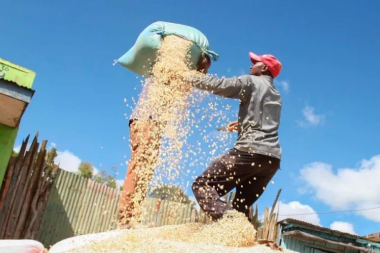 Kenya Faces Maize Shortage as Prices Hit New Highs