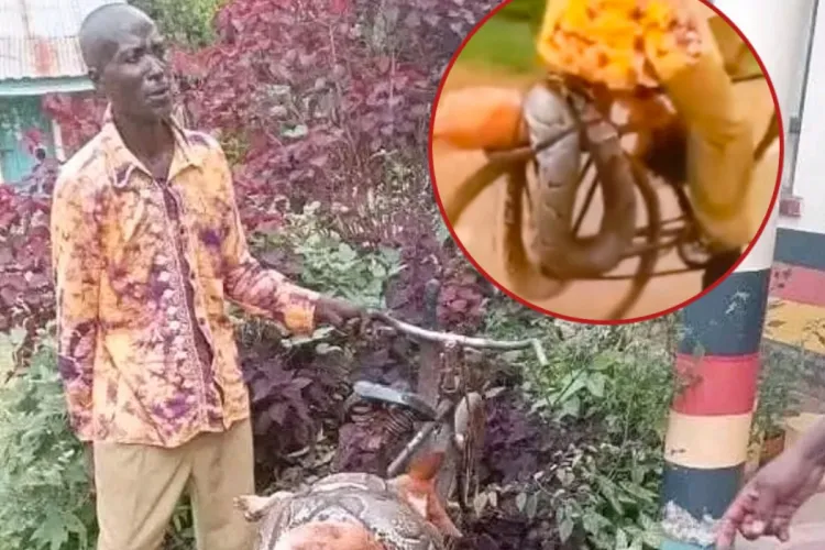 Shock in Siaya as Man Storms Police Station with Dead Python, Seeks Compensation