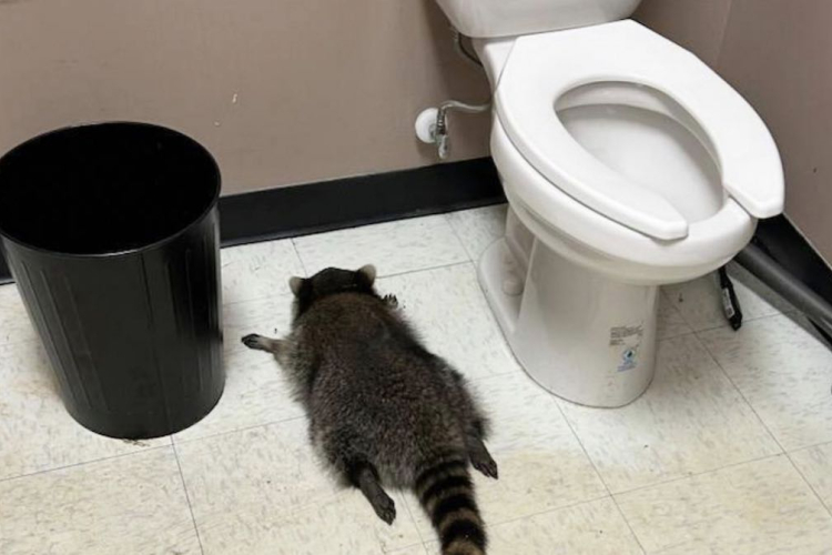 Drunk Raccoon Ransacks Virginia Liquor Store, Passes Out in Bathroom