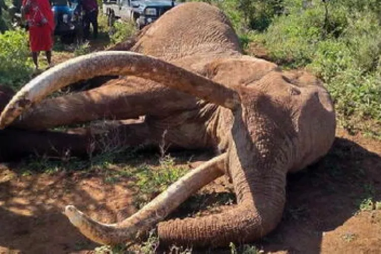 KWS to Preserve Remains of Amboseli Super Tusker Craig