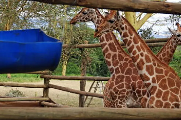 Three Rothschild’s Giraffes Relocated from Naivasha to Nairobi