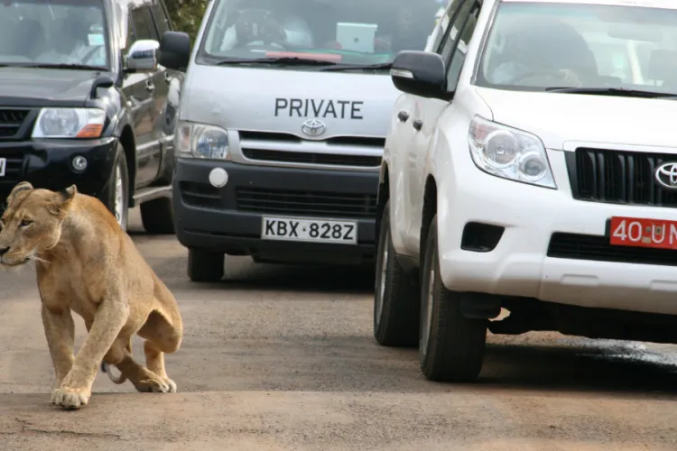 Two Lionesses Escape Nairobi National Park, Sighted Near Ongata Rongai