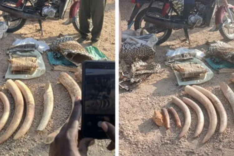 Five Arrested as KWS Seizes Elephant Ivory in Turkana and Namanga