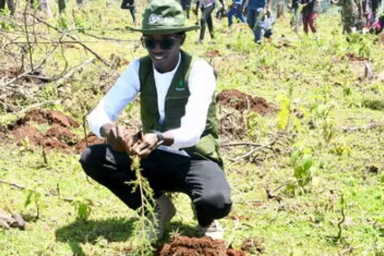 Kenyan Environmentalist Targets World Record with 24,000 Trees in 24 Hours