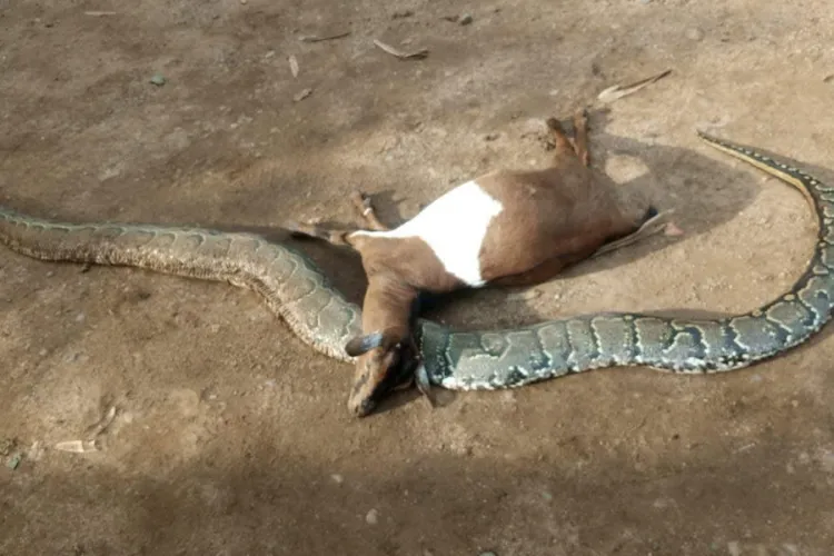 Farmer Kills Python After It Strangled His Pregnant Goat in Kisumu