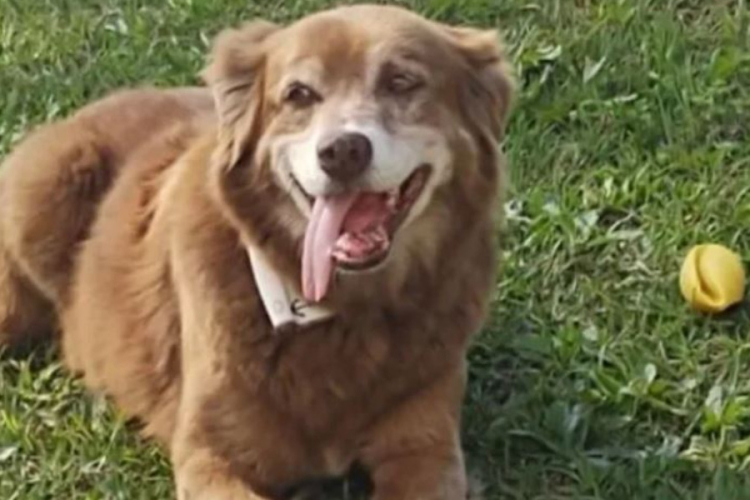 Dog Who Stayed at Owner’s Graveside for a Decade Inspires New Law in Brazil