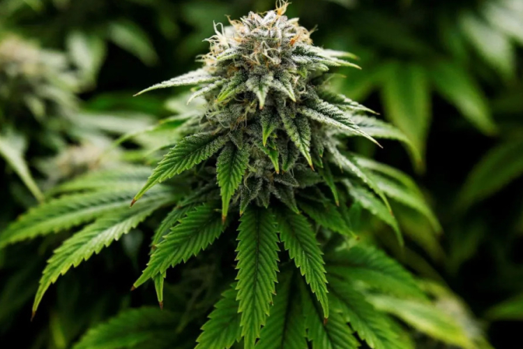The Growing Myth of "Medical" Marijuana Among Young Kenyans