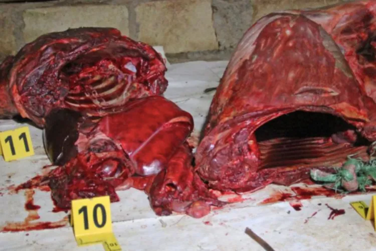 Four Arrested as KWS Seizes Two Tonnes of Zebra Meat in Kiambu