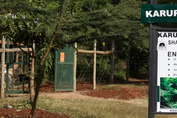 Why the Government Is Clearing 3 Acres of Karura Forest
