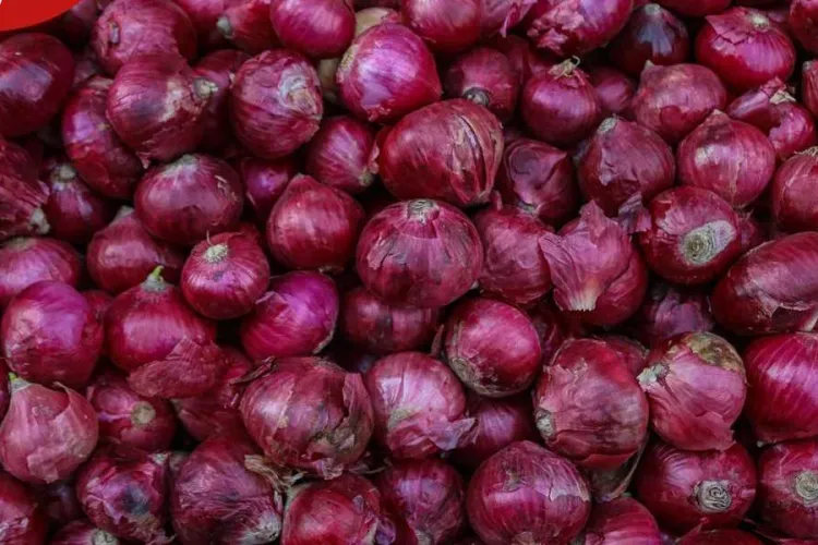 How Onion Farming Can Make You a Millionaire