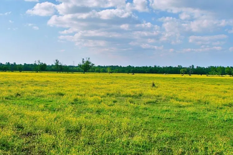 Living Abroad? Your Land in Kenya May Be at Risk