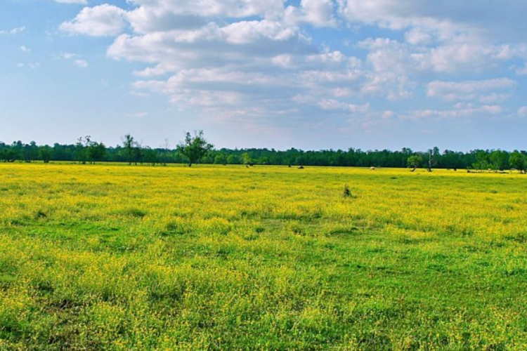 Living Abroad? Your Land in Kenya May Be at Risk