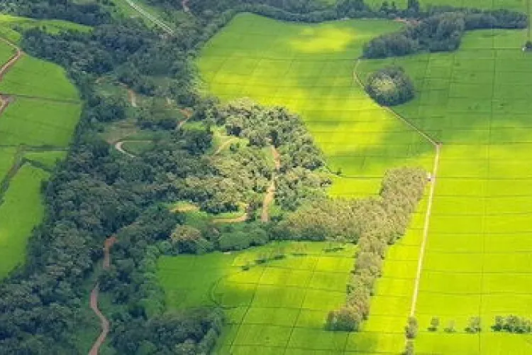 Little-Known Kenyan Law That Lets the Government Take Your Land