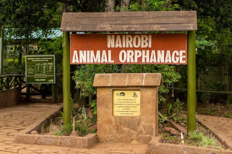 KWS to Relocate Nairobi Animal Orphanage from Nairobi National Park