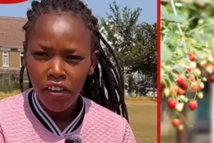 How Kenyan Student Makes KSh 2,000 Per Hour Picking Fruits in British Farms