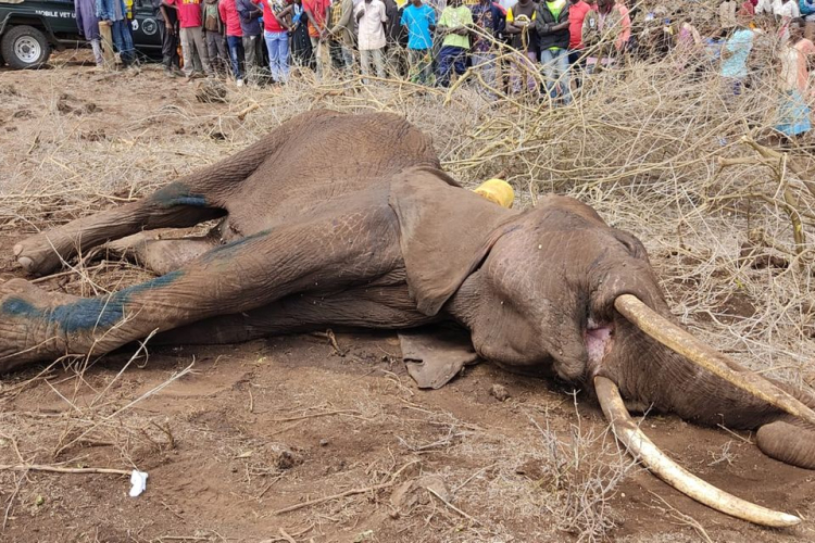 Amboseli Elephant Poisoning: 18 Dead as Two Farmers Arrested