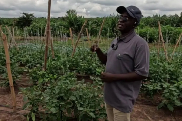 How a Kenyan Entrepreneur Turned Farming in Nigeria Into a Multi-Million Naira Venture