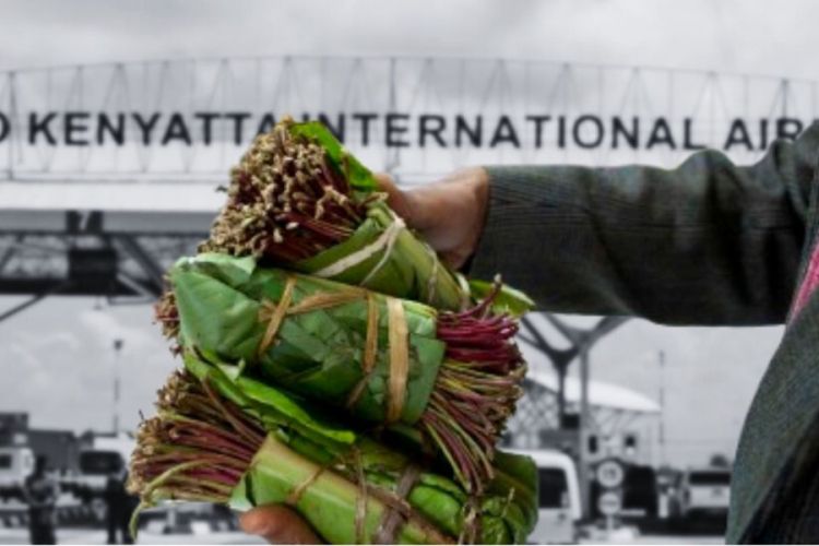 US Warns Kenyan Travellers Against Carrying Miraa Into America