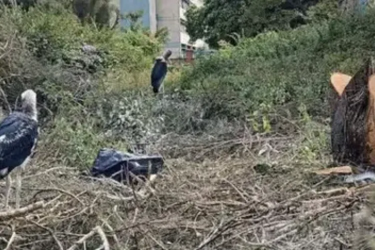 KNH Defends Tree Cutting After Displaced Marabou Storks Die