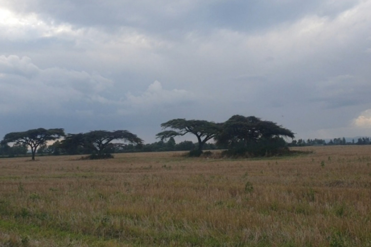 Why More Kenyan Women Are Buying Land