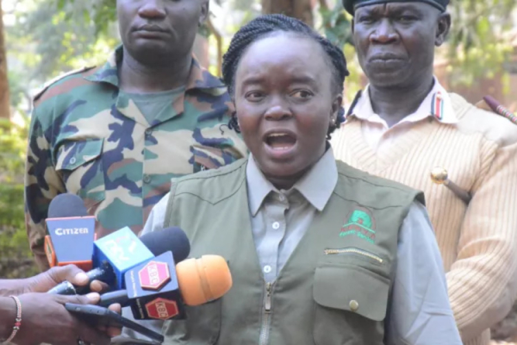 Mount Kenya Fire: Over 3,000 Hectares Burned as 85% Blaze Is Contained
