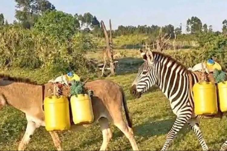 KWS Warns Kenyans After AI-Generated Image Shows Zebra Doing Manual Work