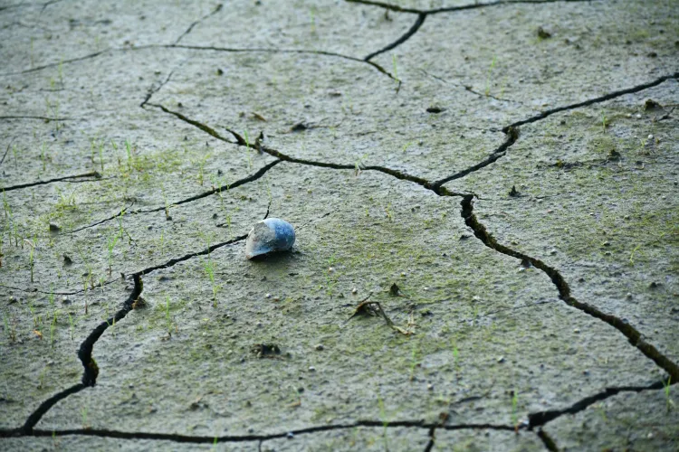 Heat Waves in Europe Linked to Thousands of Excess Deaths as Climate Concerns Rise