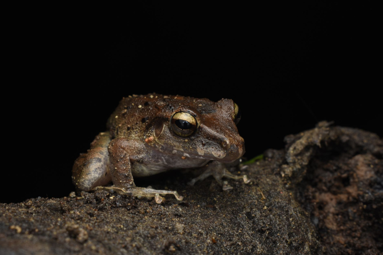 Viral Squeaky Frog Faces Extinction Threat Amid Global Conservation Concerns