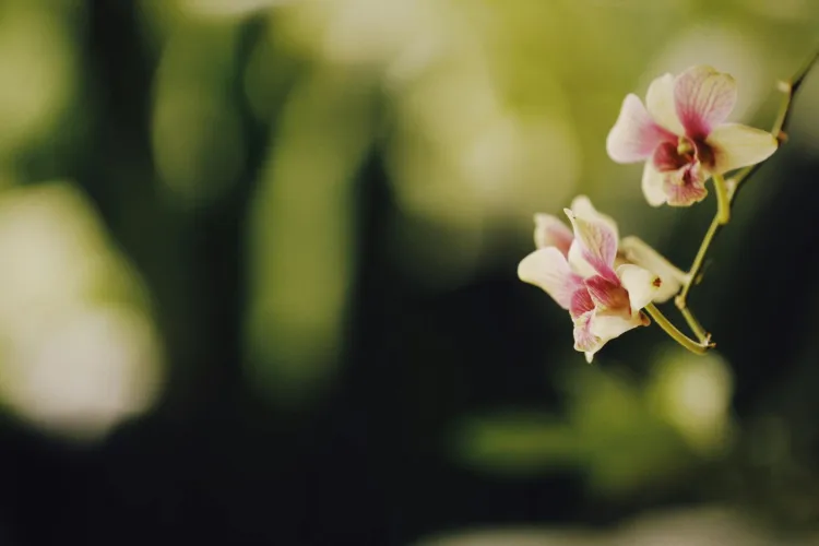 Inside the Secretive Orchid Breeding Industry: An Exotic Business Blooms
